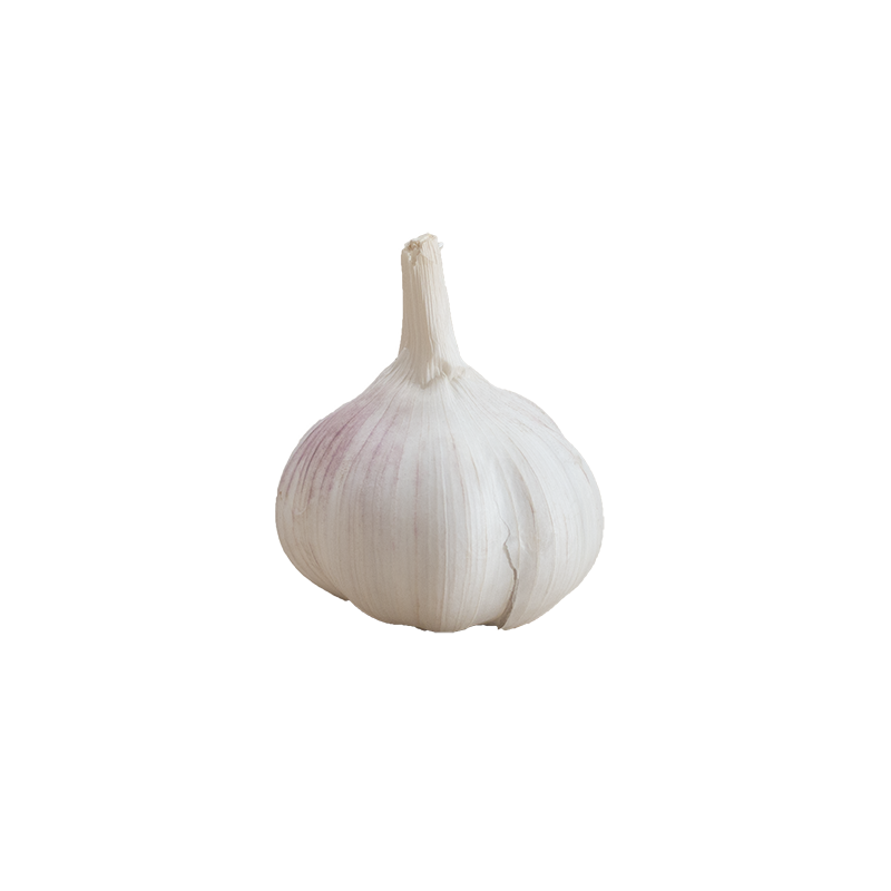 Fresh Garlic Bulb Revolfoods